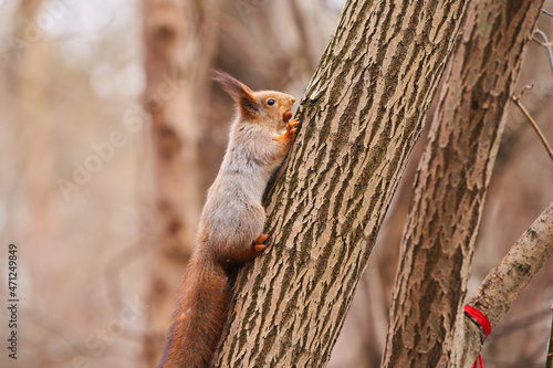Grey squirrel feeding in the park