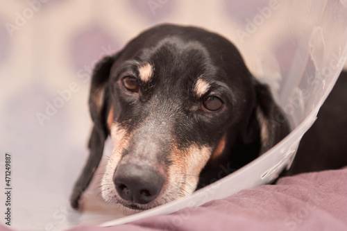 Senior Pet Treatment. A dachshund dog in Veterinary plastic Elizabethan collar on neck