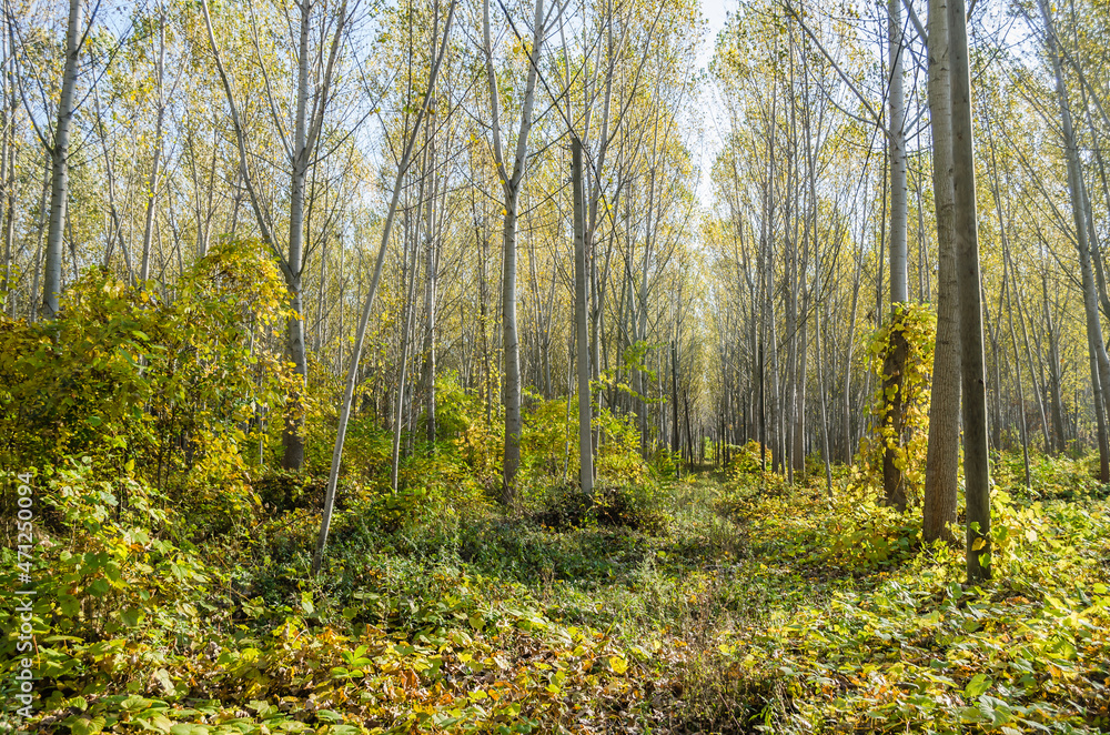 Fototapeta premium Young forest along the river Danube in the autumn part of the year.