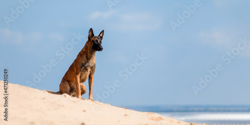 Beautiful Belgian Shepherd Malinois dog in winter. Dog at the snow and ice. Cold weather. Banner. © OlgaOvcharenko
