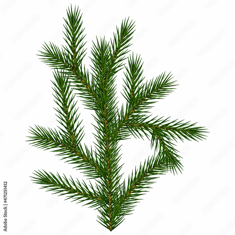 Spruce branch on a white background. Pine branch. Vector illustration
