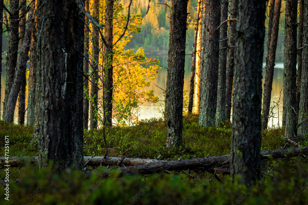 Fototapeta premium Midnight Sun in Swedish Lapland
