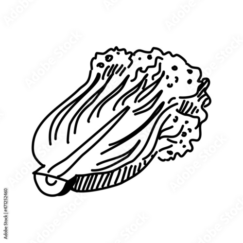 Vector kimchi illustration isolated on white background.