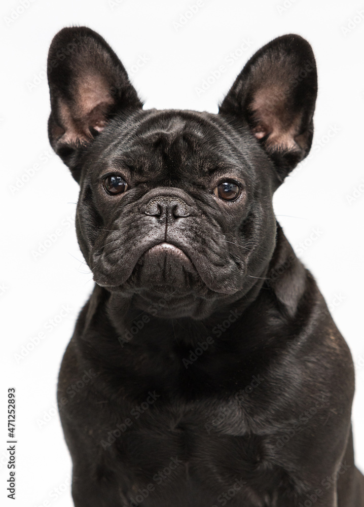 portrait of black dog bulldog in studio