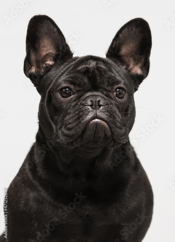 portrait of black dog bulldog in studio © Happy monkey