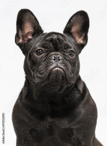 portrait of black dog bulldog in studio © Happy monkey