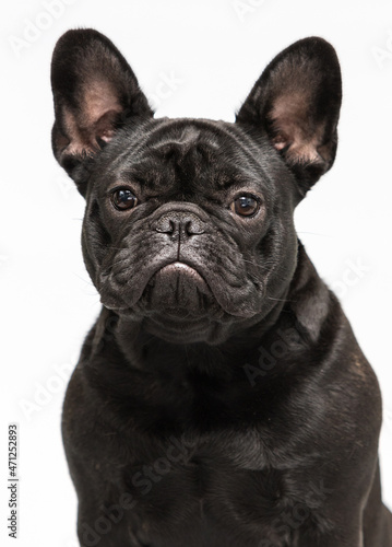 portrait of black dog bulldog in studio © Happy monkey