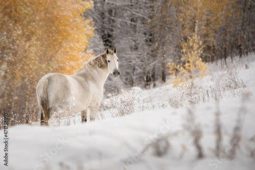 Winter background. A white mare with apples stands sideways in the snow and looks straight. In the background there are yellow birches covered with snow. Winter clear day. Free grazing. Altai Republic