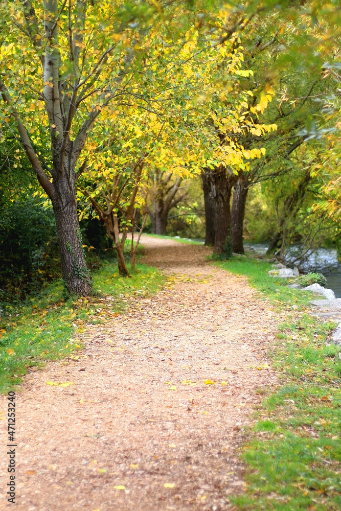 Naklejka premium Fallen autumn leaves in the forest. Selective focus.