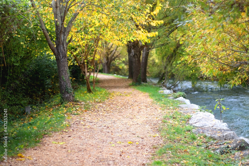 Naklejka premium Fallen autumn leaves in the forest. Selective focus.