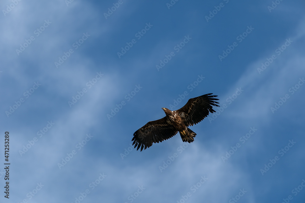 White tailed eagle, Haliaeetus albicilla, flying above the sea.