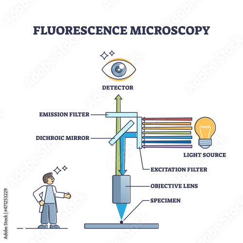 Fluorescence microscopy instrument principle and structure outline diagram. Magnification device parts for physics laboratory equipment vector illustration. Labeled educational microscope explanation.