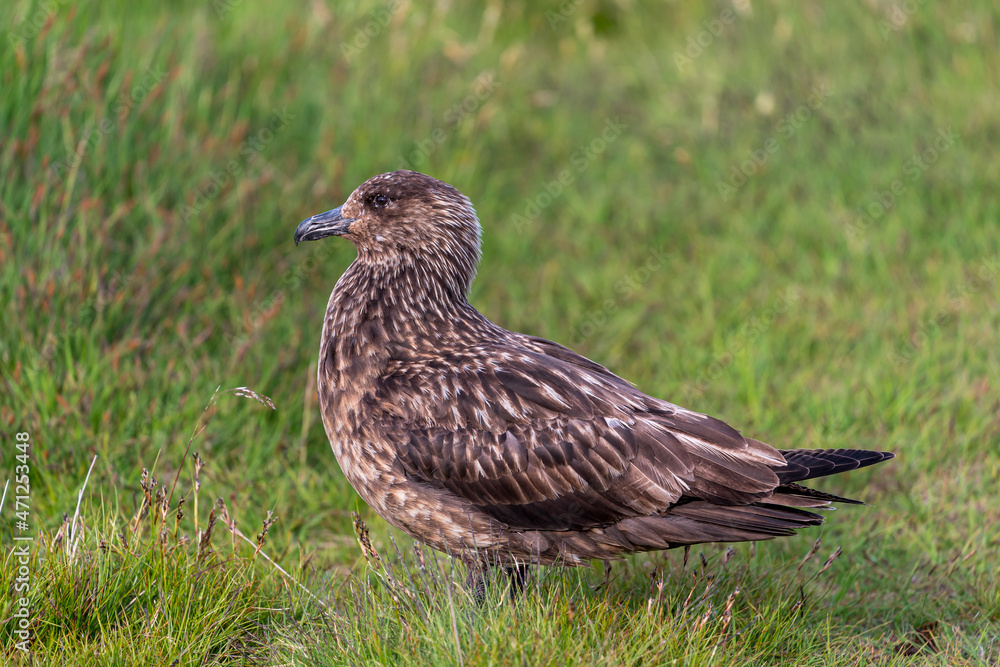 Great Skua (Catharacta skua) on Runde Island Great Skua (Catharacta skua) on Runde Island