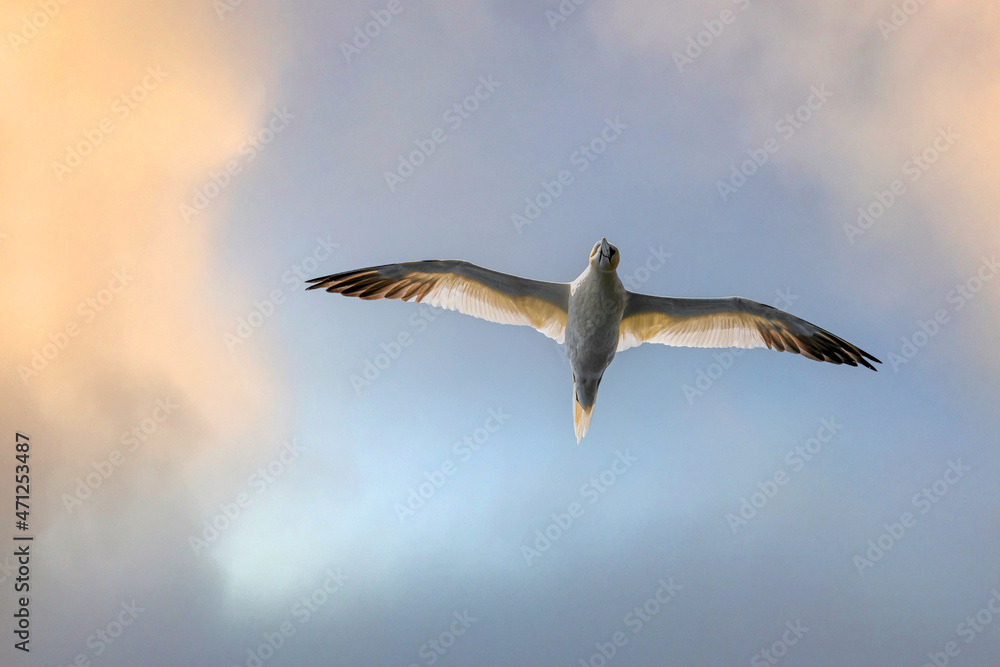 Northern gannet (Morus bassanus) in flight at Runde bird island. Northern gannet (Morus bassanus) in flight at Runde bird island.
