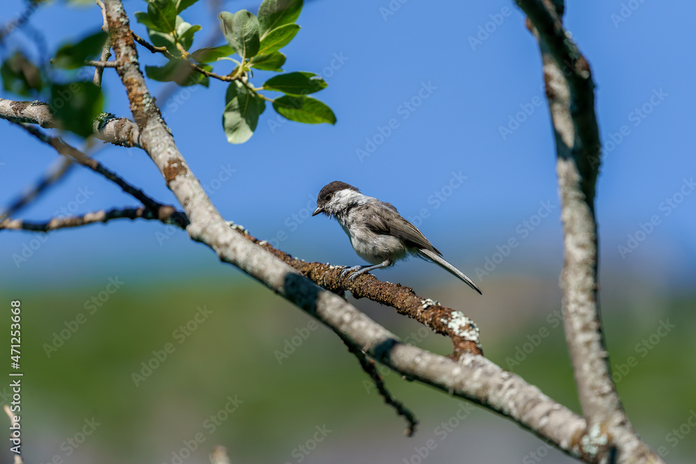 Willow Tit (Poecile montanus) in the forest. Willow Tit (Poecile montanus) in the forest.