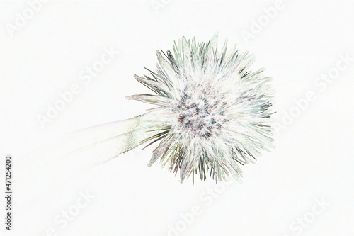 dandelion seed head