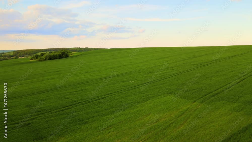 Aerial landscape view of wild bird flying over green cultivated agricultural fields with growing crops on bright summer evening Aerial landscape view of wild bird flying over green cultivated agricultural fields with growing crops on bright summer evening