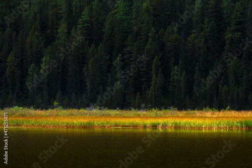 A strip of coniferous green forest and bright reeds on the shore of a mountain lake. Bright natural minimalistic background with chiaroscuro.