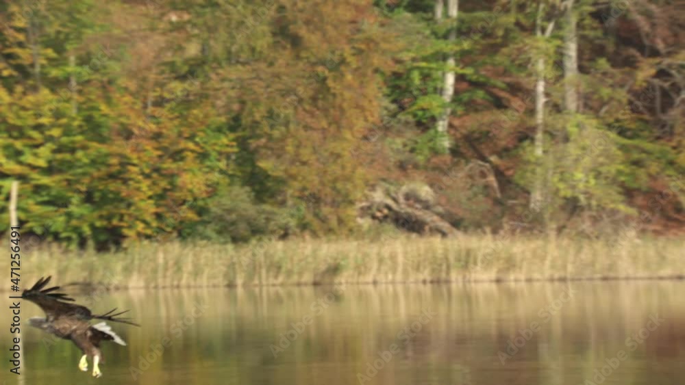white tailed eagle in autumn white tailed eagle in autumn