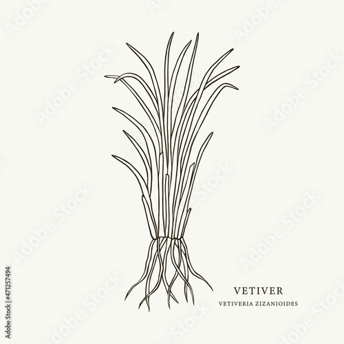 Sketch vetiver with roots illustration photo