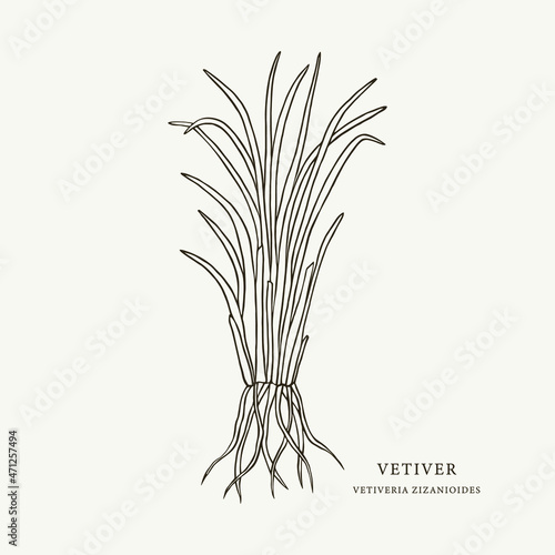 Sketch vetiver with roots illustration