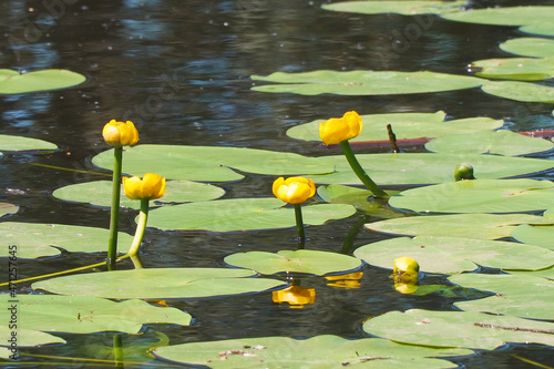Thickets and flowers of yellow water lily in the pond. Beautiful water yellow lily flowers. Nuphar lutea photo