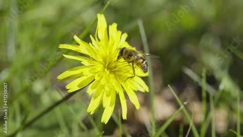 Bee flying on yellow flower, insect pollination, sunny outdoor, slow-motion