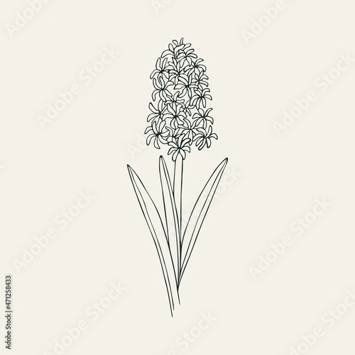 Hand drawn hyacinth flower illustration photo