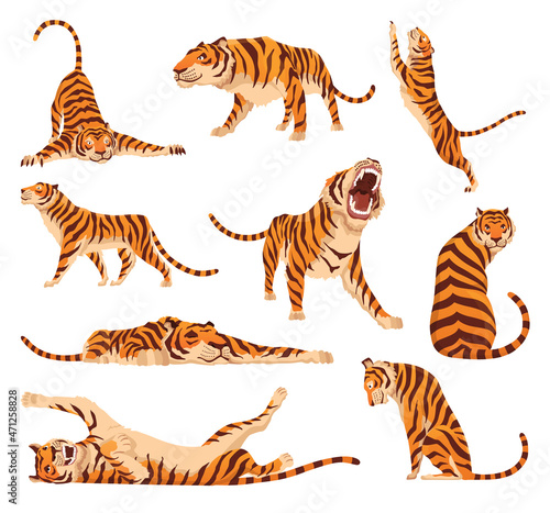 Collection of adult big tigers. Animals from wildlife. Big cats. Predatory mammals. Painted cartoon animals design. Flat  illustration isolated on white background