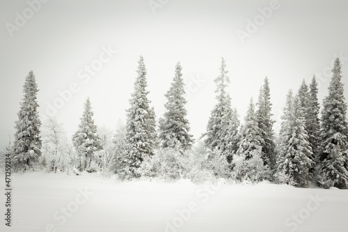 Snowy forest in lapland © Javier