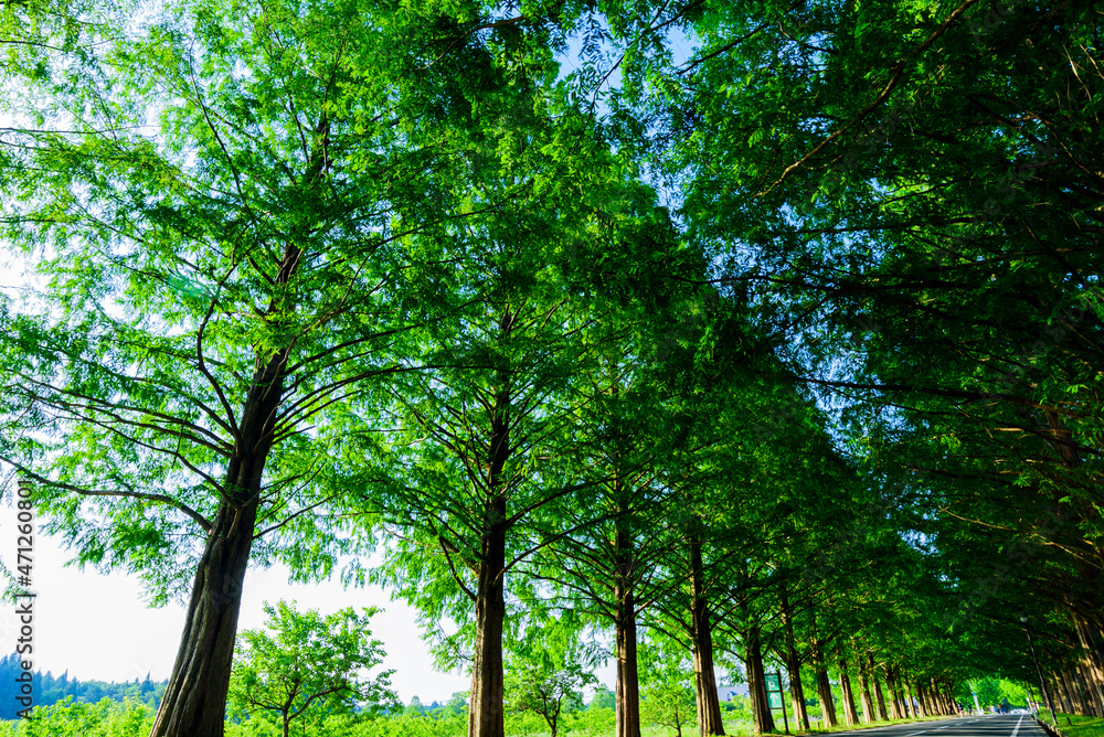 Obraz premium メタセコイア並木