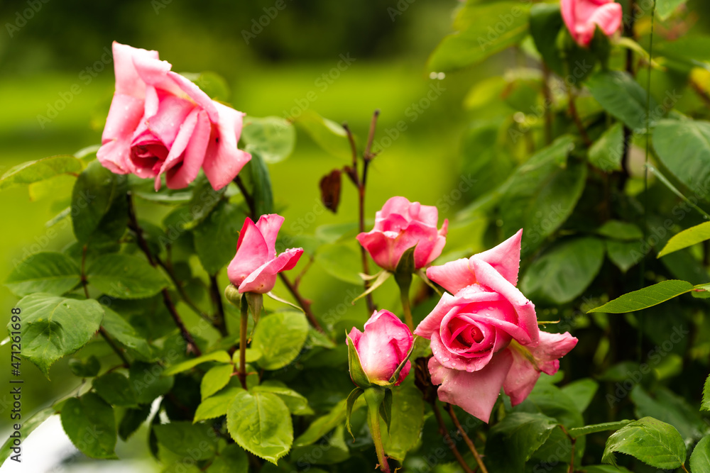 Fototapeta premium Pink roses close-up