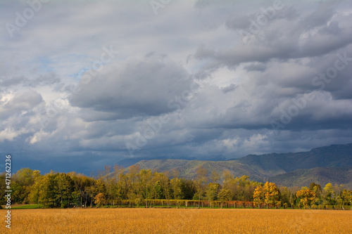 The mid-November autumn landscape in the fields of Moimacco near Cividale del Friuli, Udine Province, Friuli-Venezia Giulia, north east Italy. The field contains dry soy beans
 photo