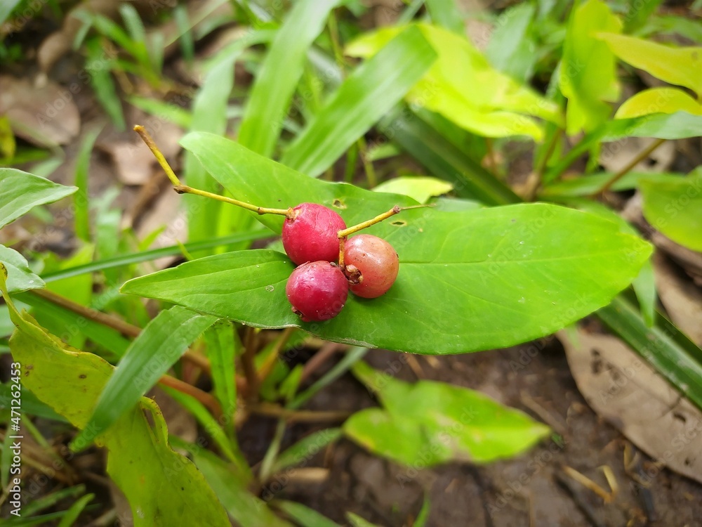 wild strawberry on a bush wild strawberry on a bush