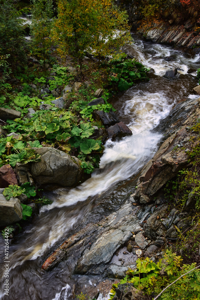 Fototapeta premium stream in the forest