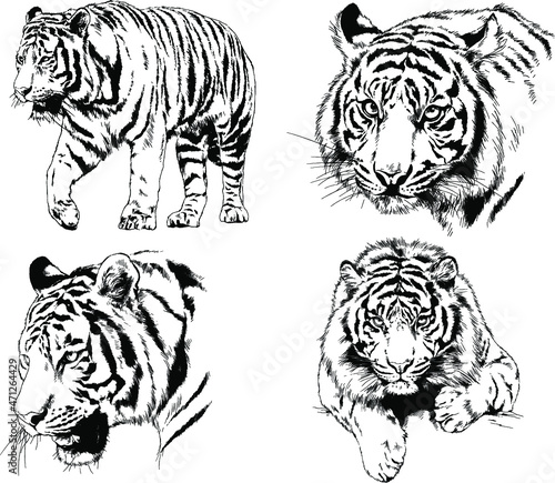 vector drawings sketches different predator   tigers lions cheetahs and leopards are drawn in ink by hand   objects with no background