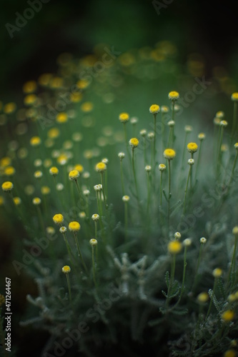 Field of small yellow wild flowers bush with beautifull bokeh.