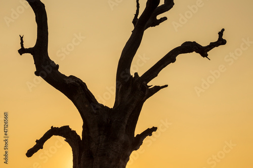 Silhouette of an old tree trunk against a sunset sky