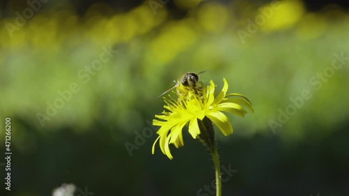 Bee flying on yellow flower, insect pollination, sunny outdoor, slow-motion