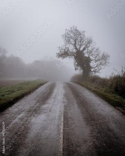 Wallpaper Mural road through the fog by the lone tree Torontodigital.ca