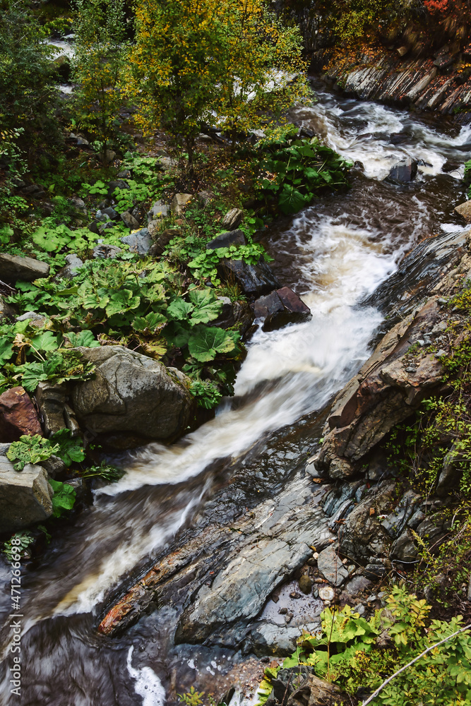 stream in the forest stream in the forest