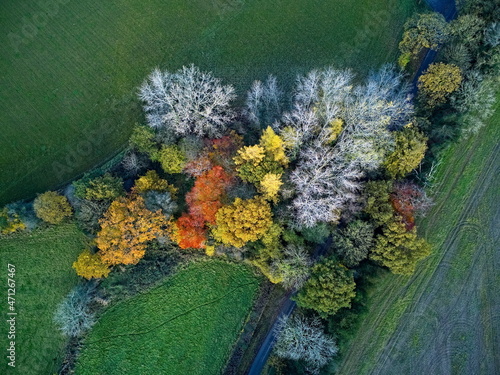 Fototapeta Naklejka Na Ścianę i Meble -  Autumn tree colours in a Derbyshire spinney