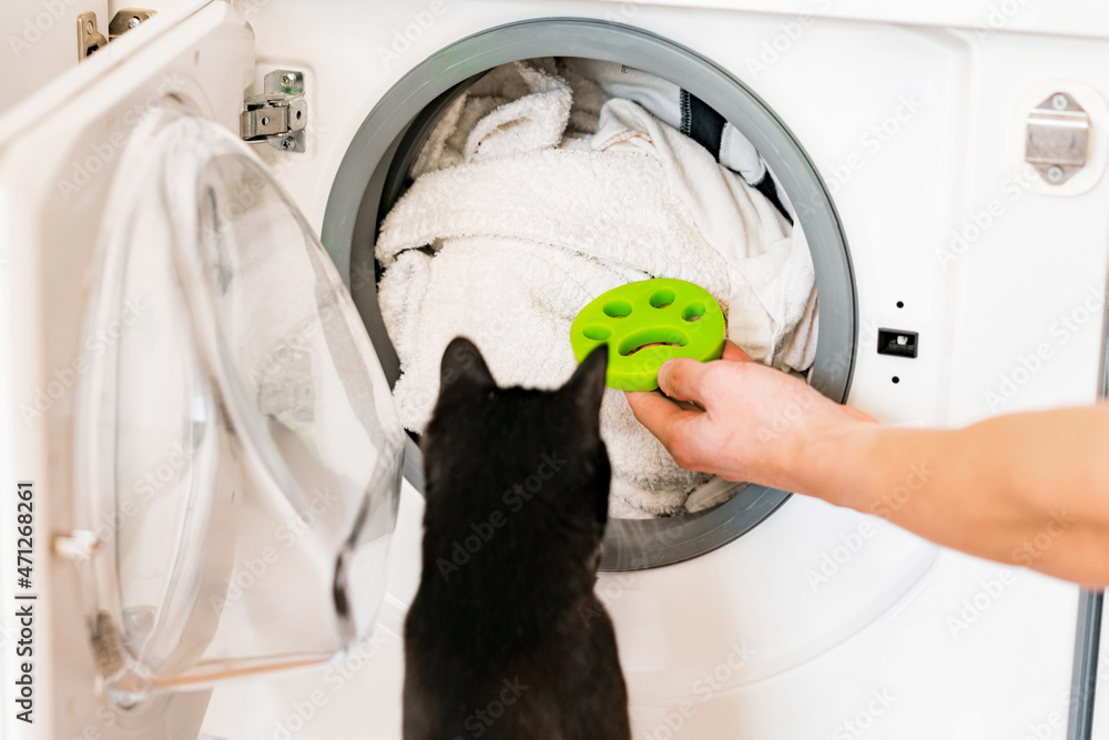 Black cat looking at laundry machine with green rubber pet hair remover.  Washing machine. Clothes viscous material. Grab. Human. Owner Stock Photo |  Adobe Stock