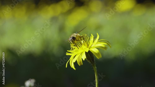 Bee flying on yellow flower, insect pollination, sunny outdoor, slow-motion
