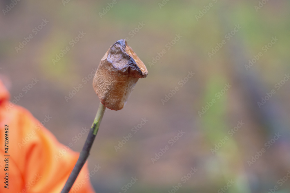 Bonfire-fried marshmallow on a twig in nature