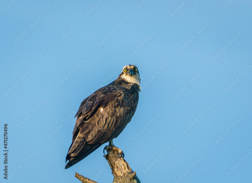 Perched Osprey Perched Osprey