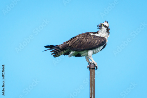 Perched Osprey