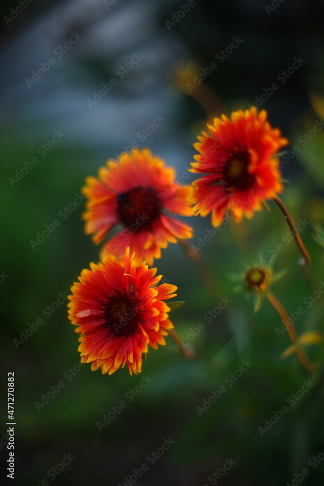 Three orange flowers gaillardia grow in summer garden Three orange flowers gaillardia grow in summer garden