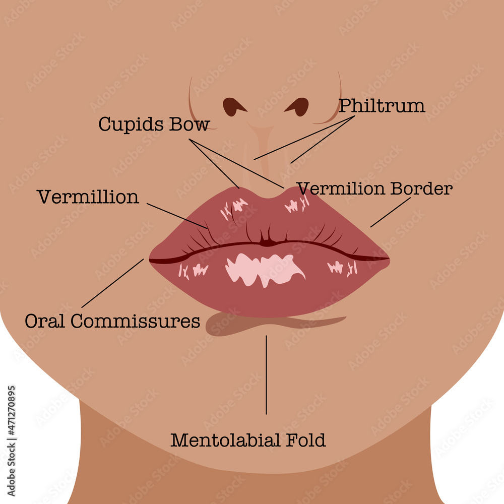 Closeup Anatomy of lips with detailed labeled parts description.Vector