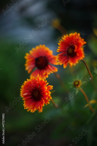 Three orange flowers gaillardia grow in summer garden